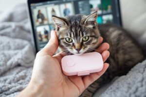 Acheter des contraceptifs pour chat en ligne en toute sécurité